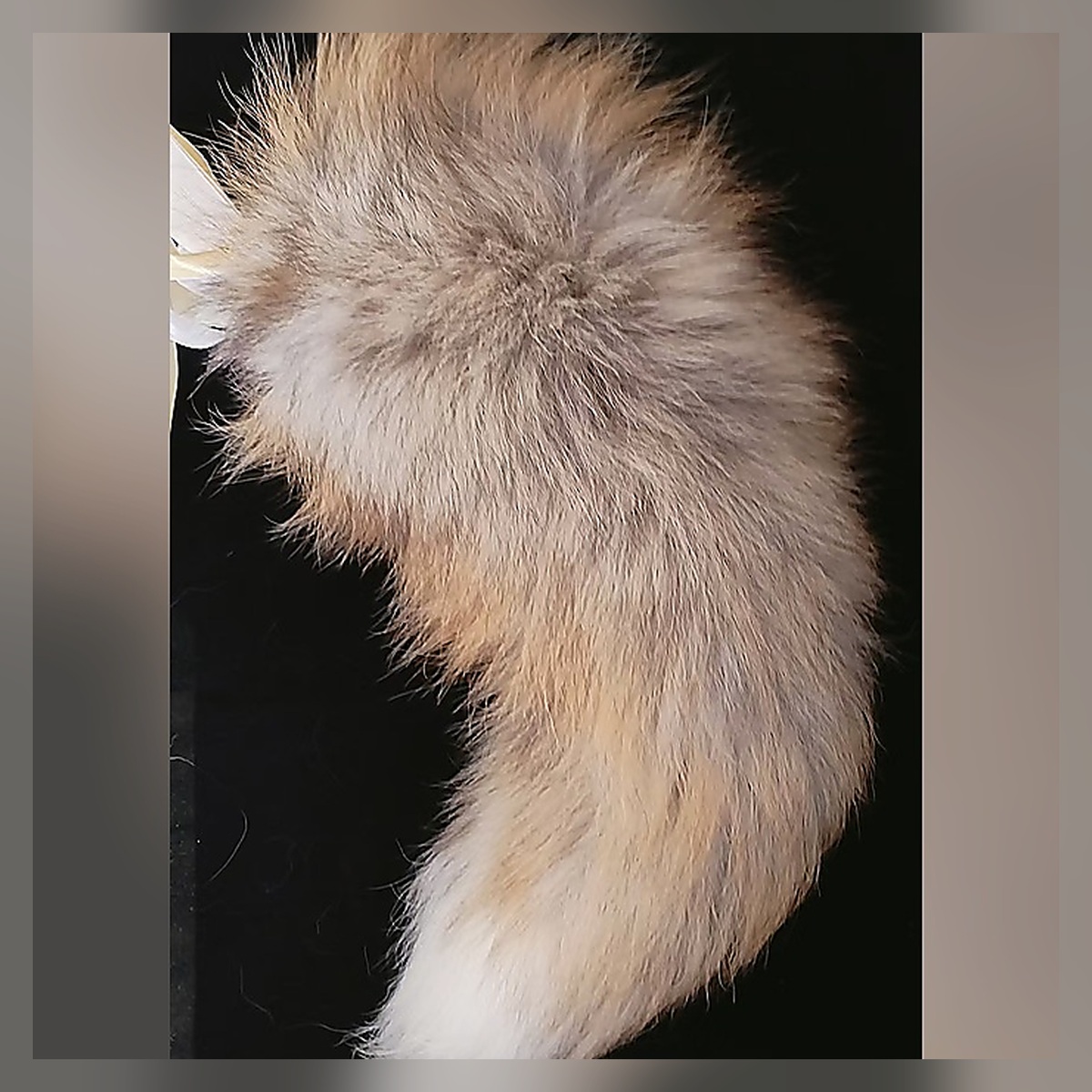 Snow Petal Plush Tail Set - Image 4