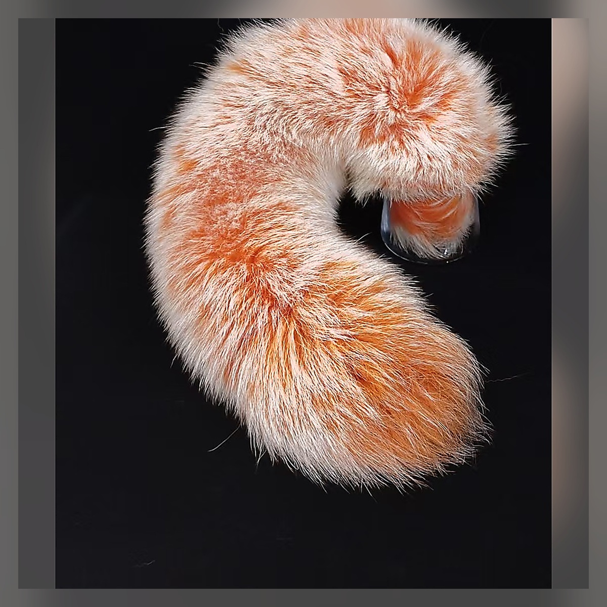 Black Swan Ribbon Tail Set - Image 3